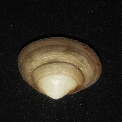 Coecella chinensis