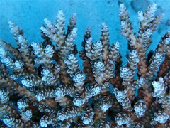 Acropora tenuis