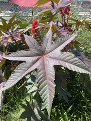 Ricinus