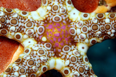 Neoferdina cumingi