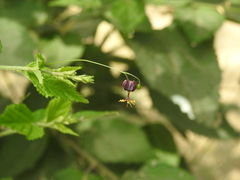 Sidastrum paniculatum