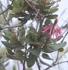 Oreocallis grandiflora