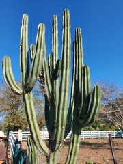 Cactaceae