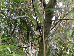 Pheugopedius sclateri