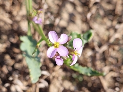 Cakile maritima maritima