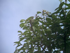 Synallaxis albescens