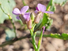 Cakile maritima maritima