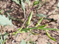 Cakile maritima maritima