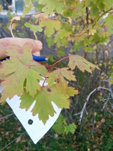 Golden Currant foliage