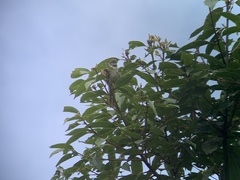 Synallaxis albescens