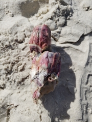 Megabalanus tintinnabulum