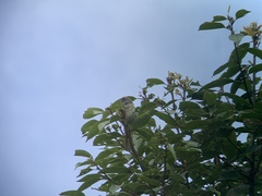 Synallaxis albescens