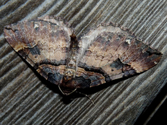 Earophila badiata