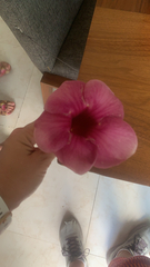 Allamanda blanchetii