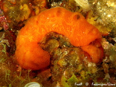 Aplidium elegans