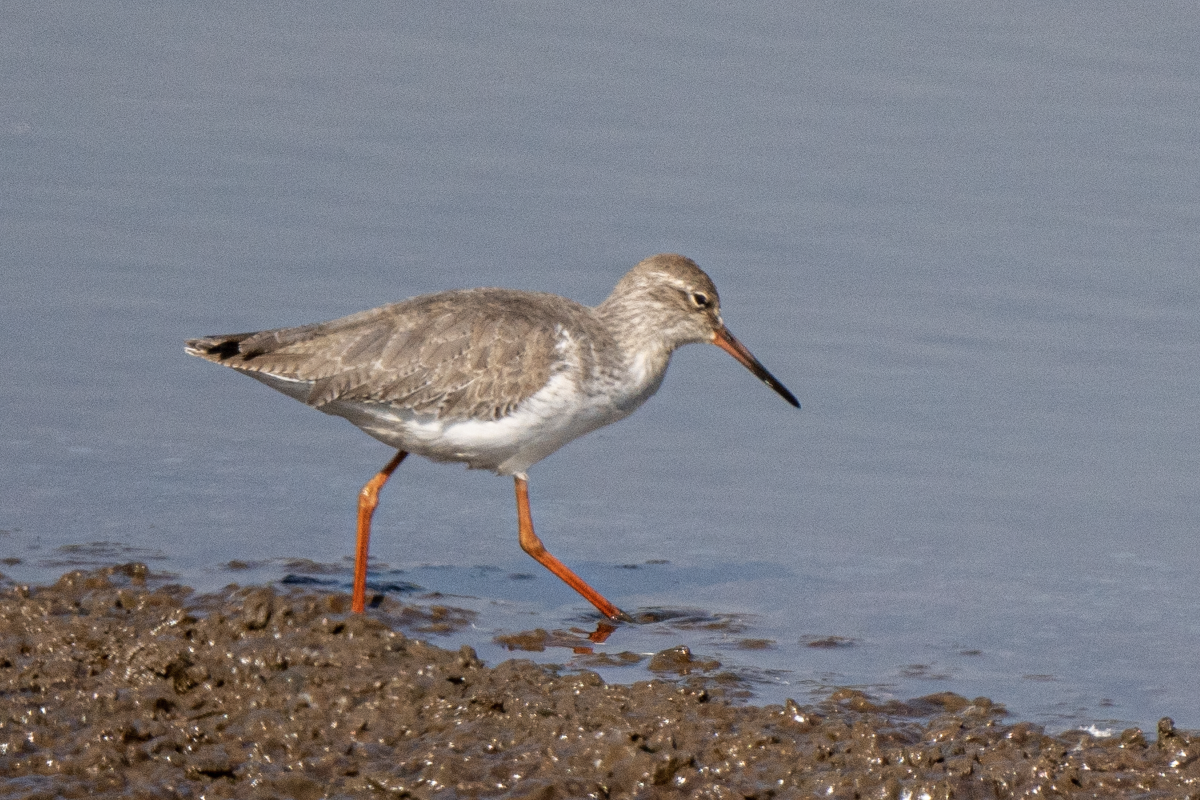 Common Redshank