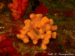 Axinella verrucosa