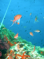 Anthias anthias