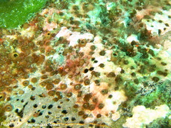 Cliona viridis