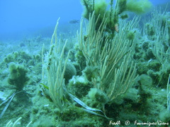 Eunicella singularis