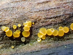 Calycina