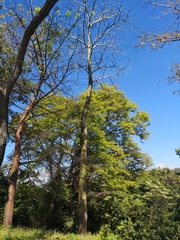 Pseudobombax septenatum