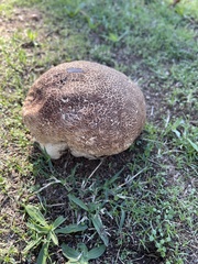 Calvatia cyathiformis