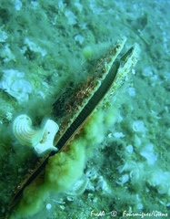 Pinna nobilis