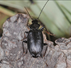 Platynini