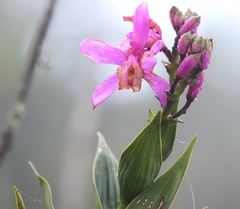 Sobralia