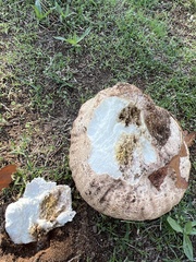 Calvatia cyathiformis