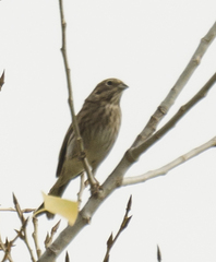 Emberiza leucocephalos