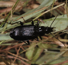 Platyninae