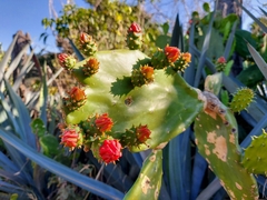 Opuntia cochenillifera