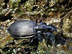 Limodromus assimilis