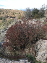 Eriogonum fasciculatum