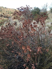 Eriogonum fasciculatum