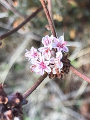 Eriogonum fasciculatum