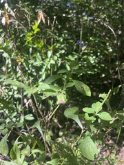 Stachytarpheta cayennensis
