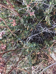 Eriogonum fasciculatum