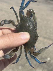 Decapoda
