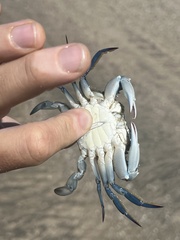 Decapoda