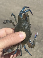 Decapoda