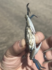 Decapoda