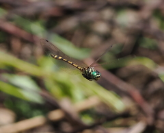 Pentathemis membranulata