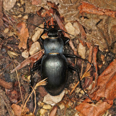 Carabus glabratus