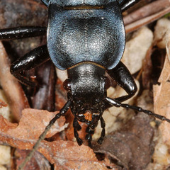 Carabus glabratus