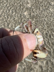 Ocypode gaudichaudii