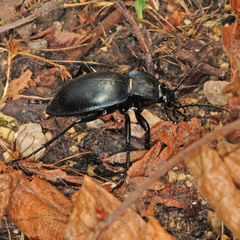 Carabus glabratus