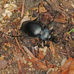 Carabus glabratus